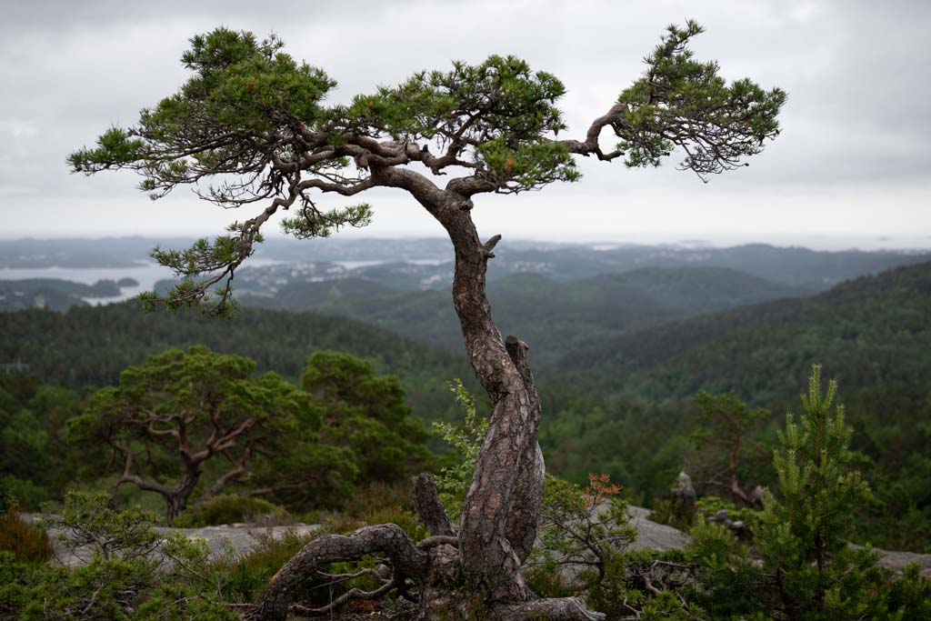 En gammel furu på Slettehei.