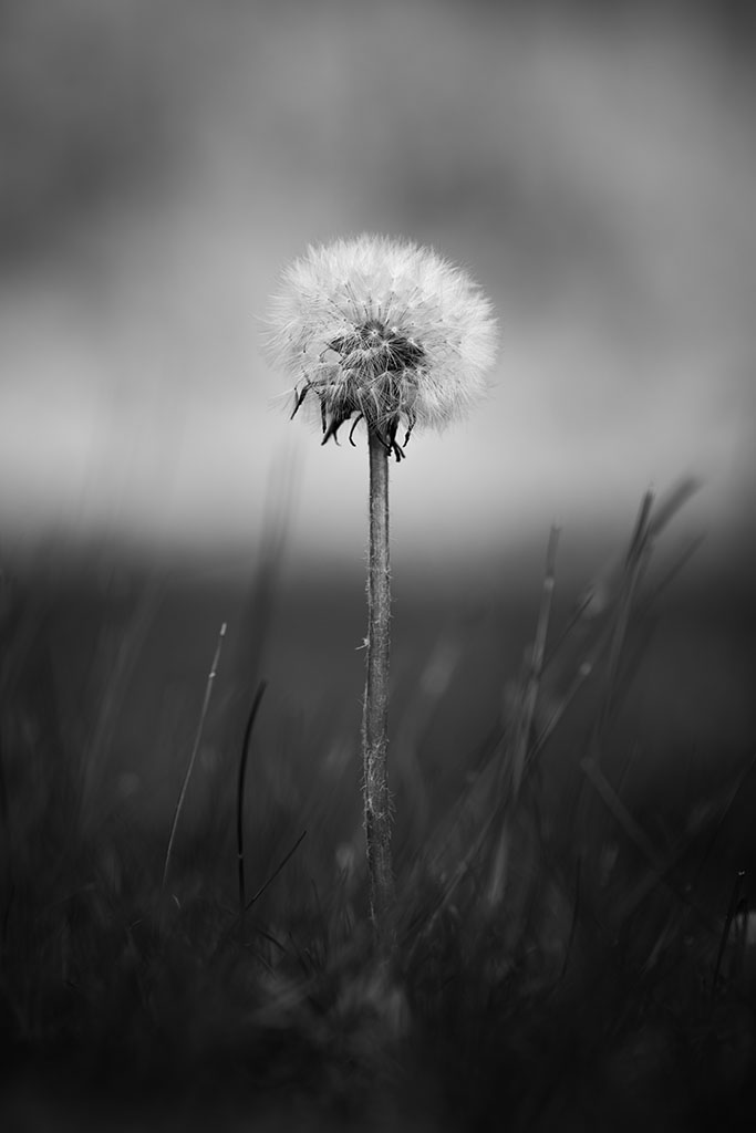 Makrobilde av løvetann i svart-hvitt.