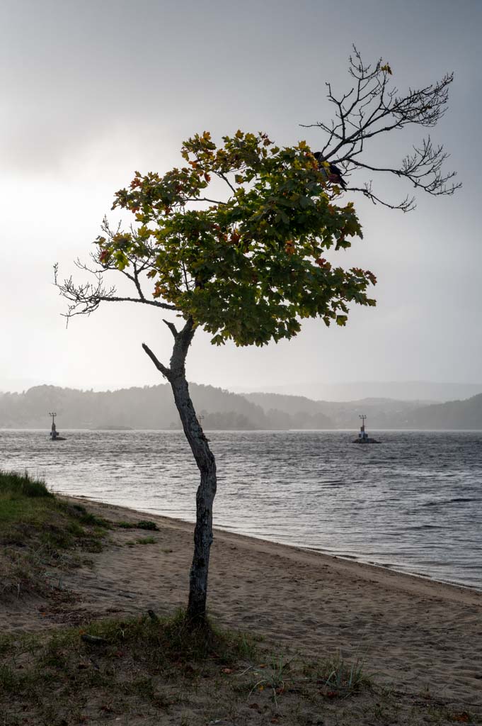 Treet på Hamresanden i kveldssol.
