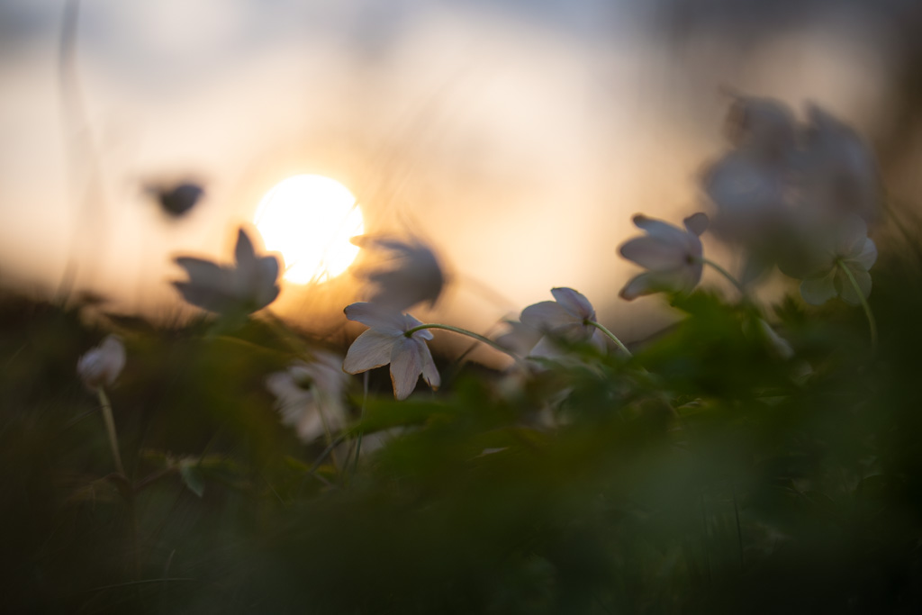 Villblomst badet i kveldssol.