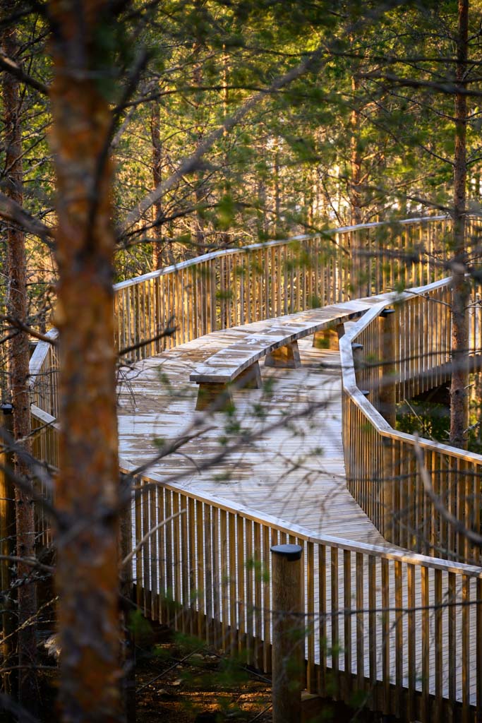 Trebenk langs stien omgitt av furuskog.