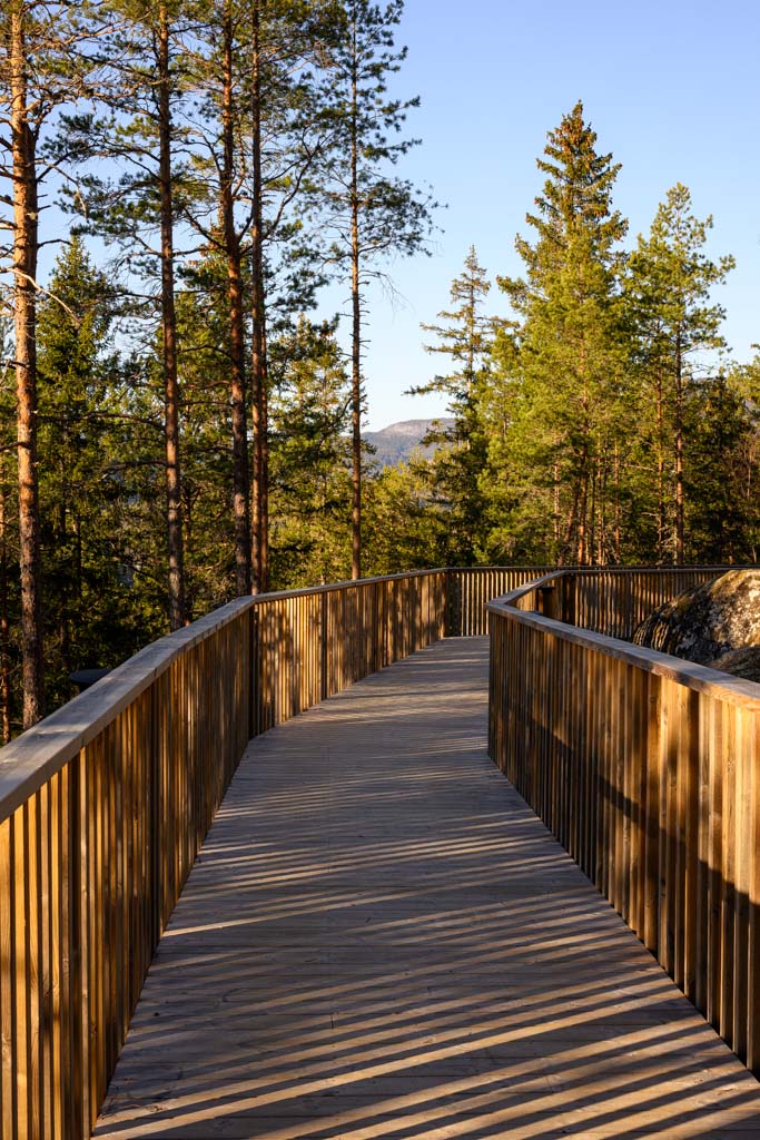 Gangsti som slynger seg mellom høye furutrær.