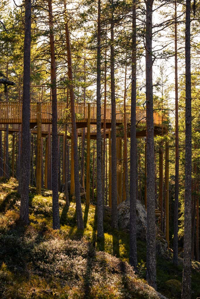 Parti av stien mellom høye furutrær.