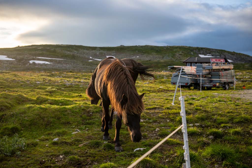 Hest som beiter ved Krækkja turisthytte på Hardangervidda.